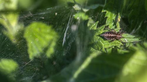 Agelena labyrinthica